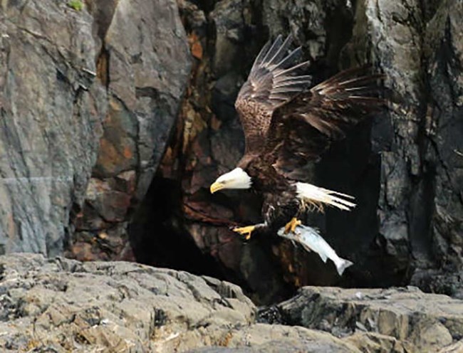 Bald Eagle_NPS_crop_web A bald eagle carrying a fish back to a nest on a rocky cliff.