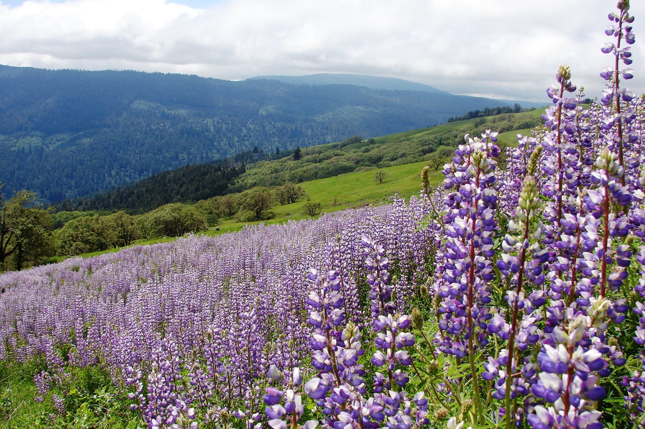 hillside covered in tall stems bearing purple and white flowers, with green  grassland in the background and mountains in the far background