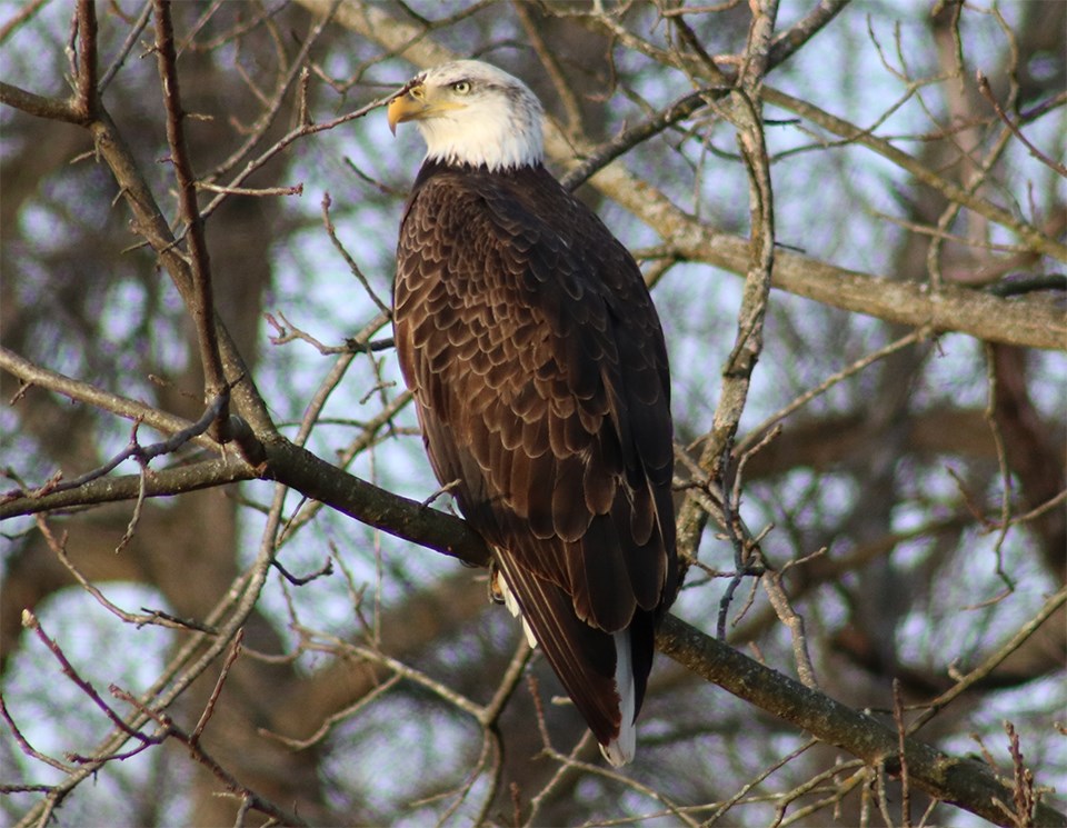 Bald Eagle at EFMO Bald Eagle at Effigy Mounds National Monument