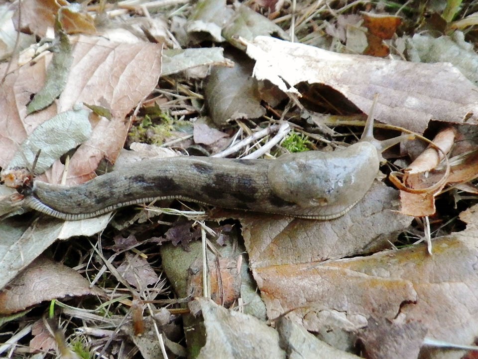 A large, mottled yellowish slug navigating through leaf litter