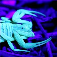 A bark scorpion glows white under a black light.