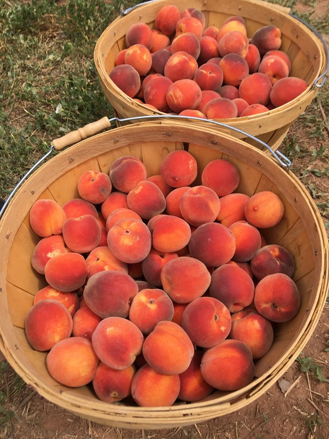 Two large wooden baskets filled with pinkish-red round fruit, sitting on grass.