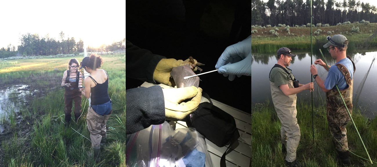 crews set up mist nets and swab bat wing