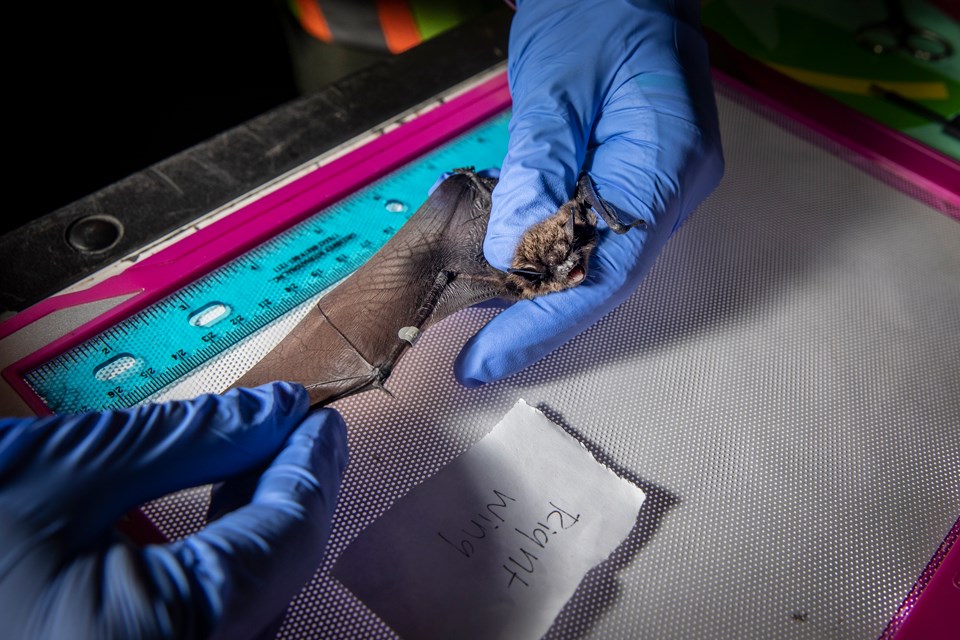 Brown Bat Hand wearing blue gloves holds bat by wings