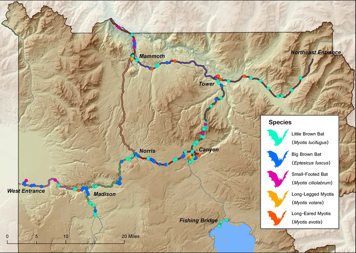 Map of Yellowstone showing bat survey results