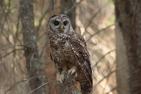 California spotted owl Front-facing view of a California spotted owl sitting on a tree branch.