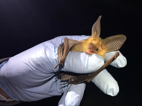 Pallid bat Researcher holds an expressive, open-mouthed Pallid bat in their hand.