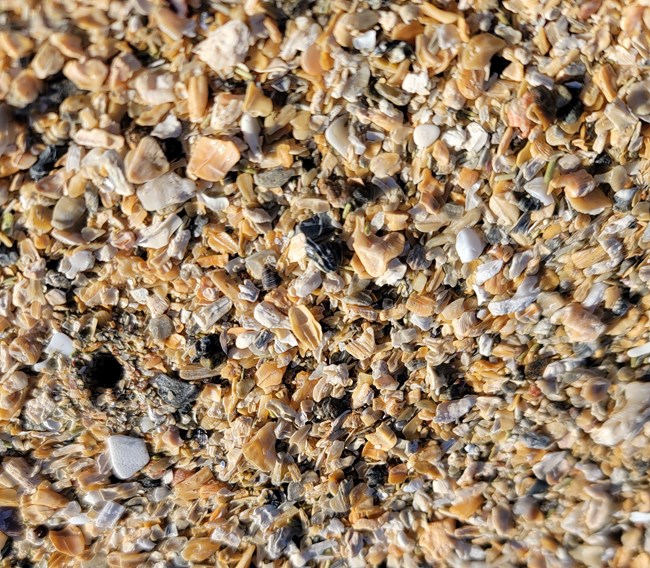 Beach Close Up Colors tiny multicolor pieces of rock and shell mixed together
