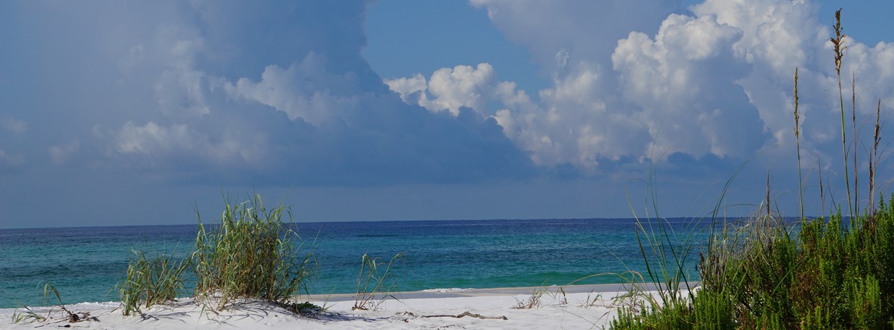 Green vegetation grows on a white sand beach, blue-green water extends into the distance.