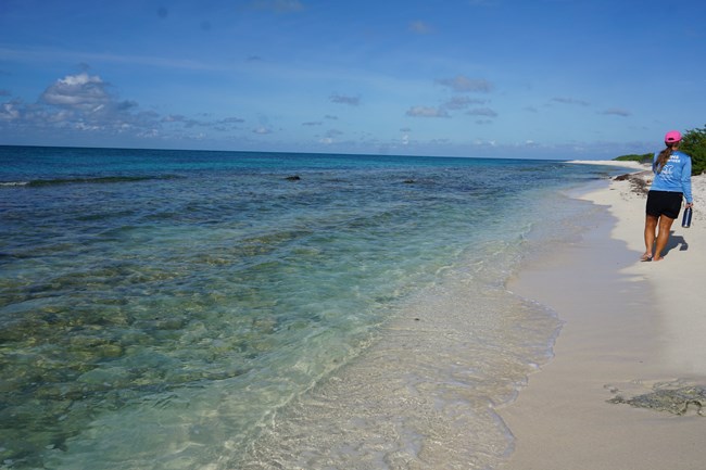 Loggerhead Beach A woman walking on a sandy beach beside the ocean