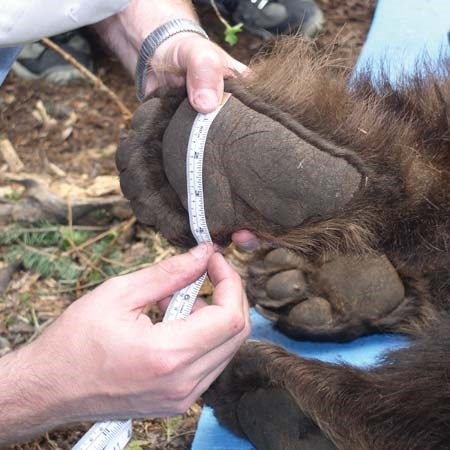 Biologist takes measurements of a bear's foot.