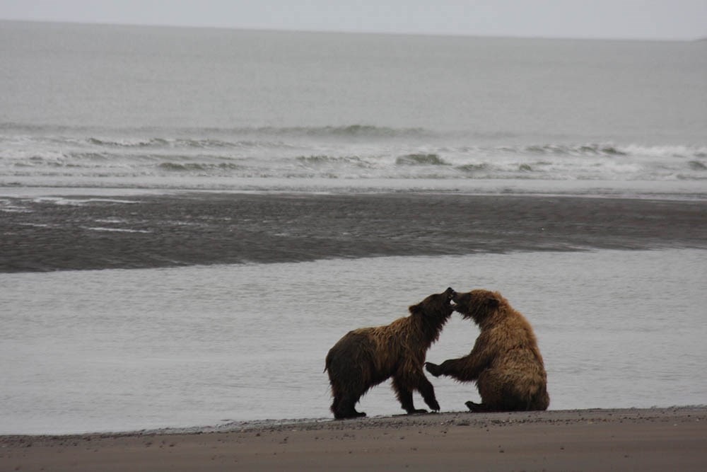 two bear cubs play on a beach.