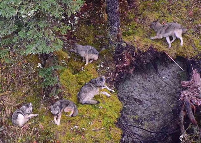 Beartrack wolf_4 pups_1_2018_1018_lowres_web A wolf pack with four young wolves look up at an aerial survey.