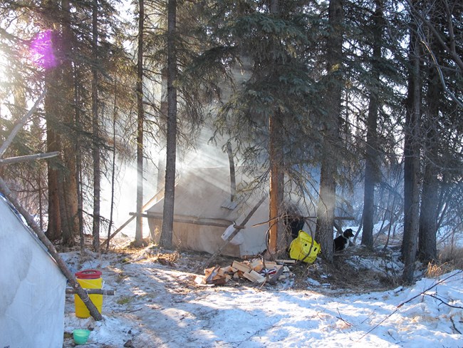 two tents sit in snow woods backlit by the sun at a beaver trapping camp