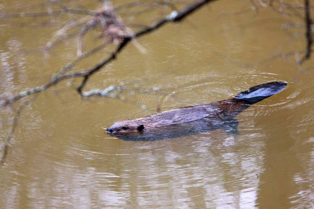 Beavers Are Keystone Species in USA