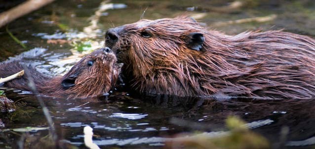 beaver parent and kit close encounter in water
