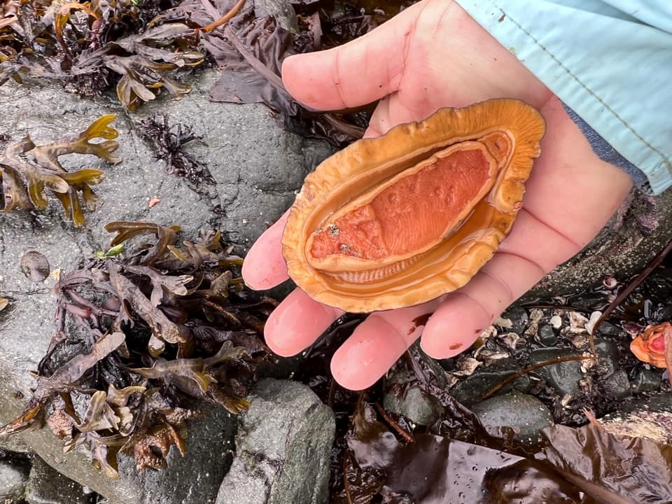 A hand holds an upside-down bidarki (chiton) amongst the intertidal zone