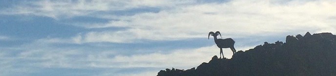 A silhouette of a Desert Bighorn sheep ram on the rim of the Grand Canyon.