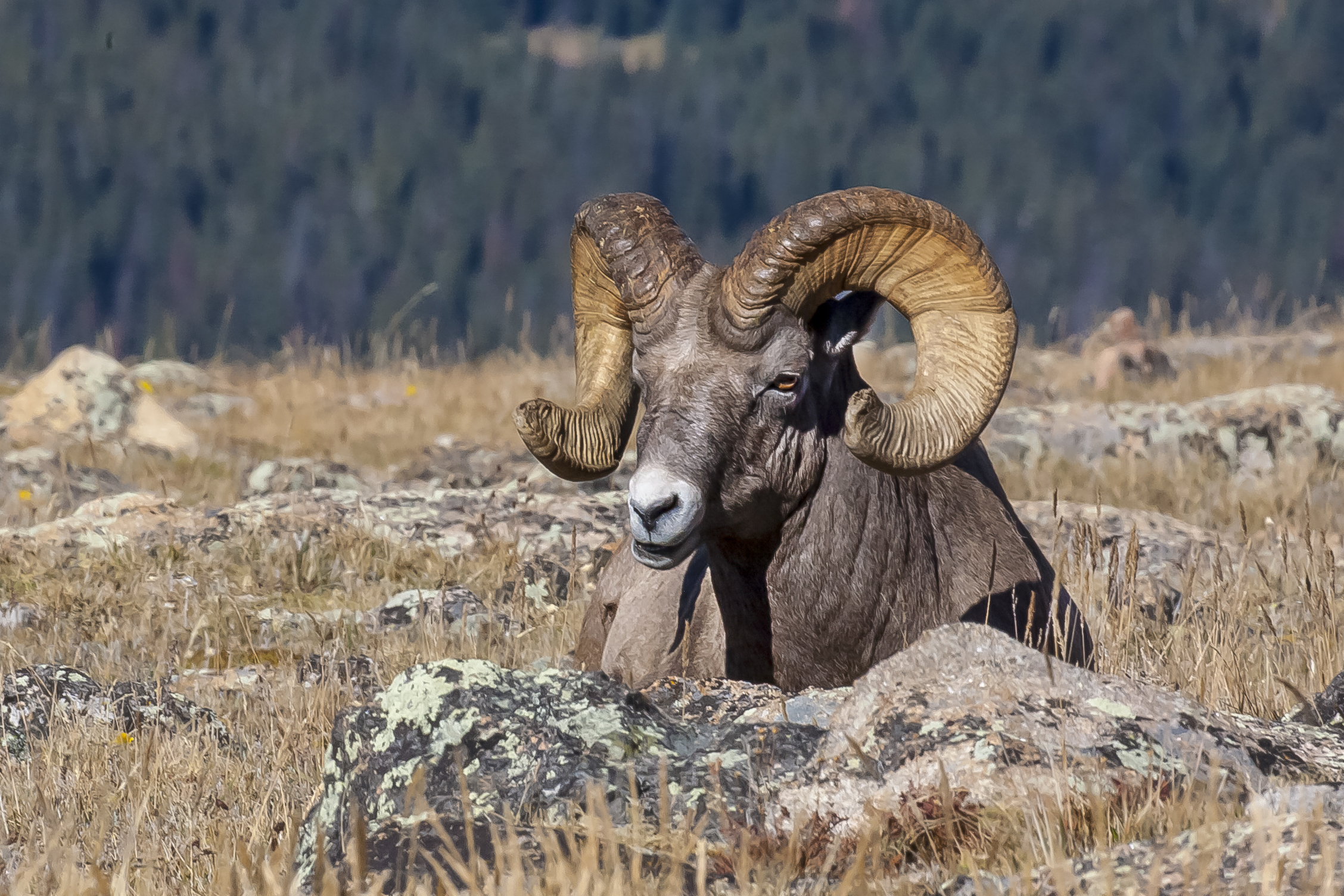 Bighorn Sheep Population (U.S. National Park Service)