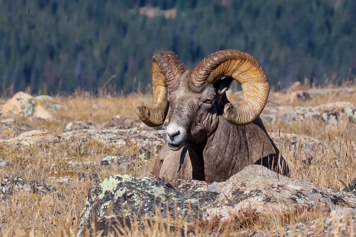 Bighorn laying down.