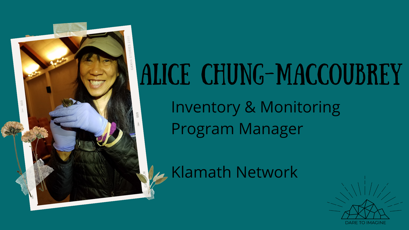 Bio GraphicAlice graphic of a woman holding a bat with gloves on text reads Alice Chung MacCoubrey