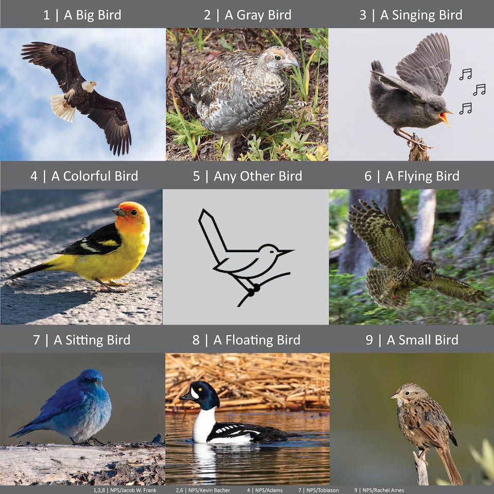 A 3x3 grid of images of birds. Top row, left to right: A big bird, A gray bird, A singing bird. Middle row: A colorful bird, Any other bird, A flying bird. Bottom row: A sitting bird, a floating bird, a small bird.