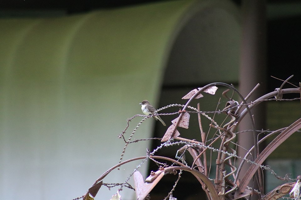 Eastern Phoebe on a metal sculpture at Homestead National Monument of America