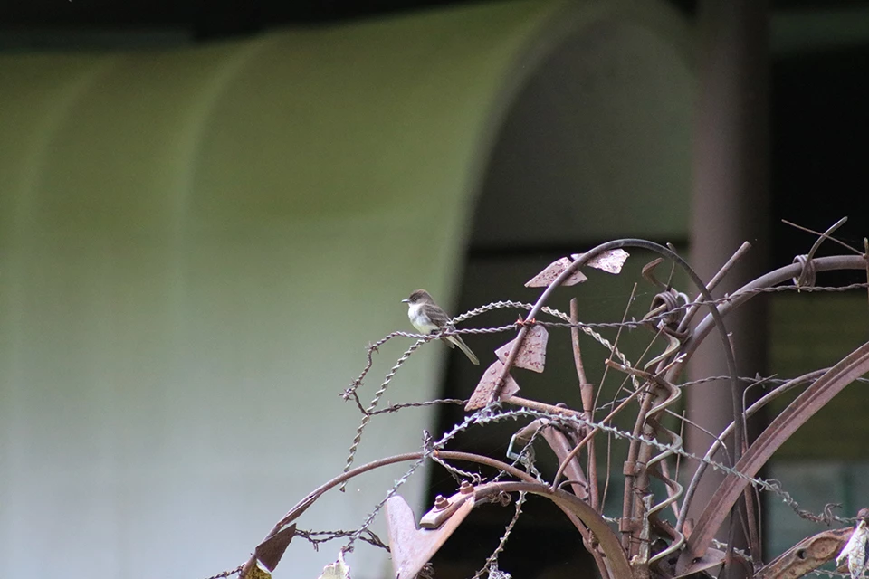 Bird on a wire at HOME Eastern Phoebe on a metal sculpture at Homestead National Monument of America