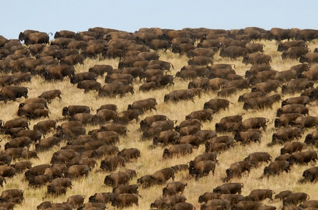 A golden prairie covered with brown bison