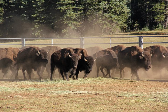 A group of bison stand in front of a gate.
