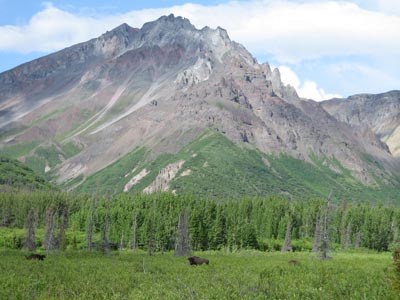 A view of a large mountain and pine forest with a single bison mostly concealed in the distance