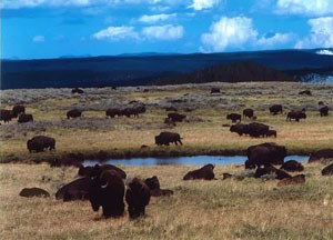 A herd of bison lounging about a water source and a grassy plain