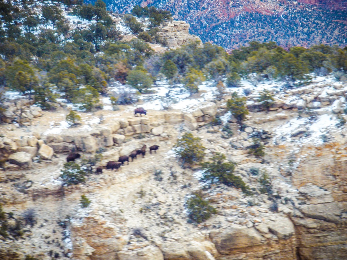 Group of ten bison exploring a cliff's rocky edge, surrounded by patches of snow and sparse trees. Group of ten bison exploring a cliff's rocky edge, surrounded by patches of snow and sparse trees.