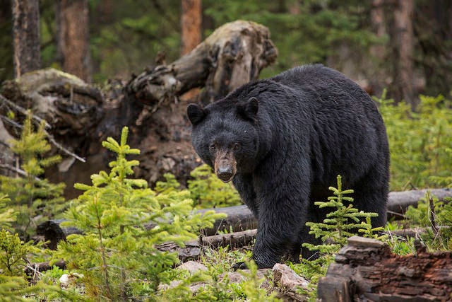 A large black bear walking through small spruces in a clearing