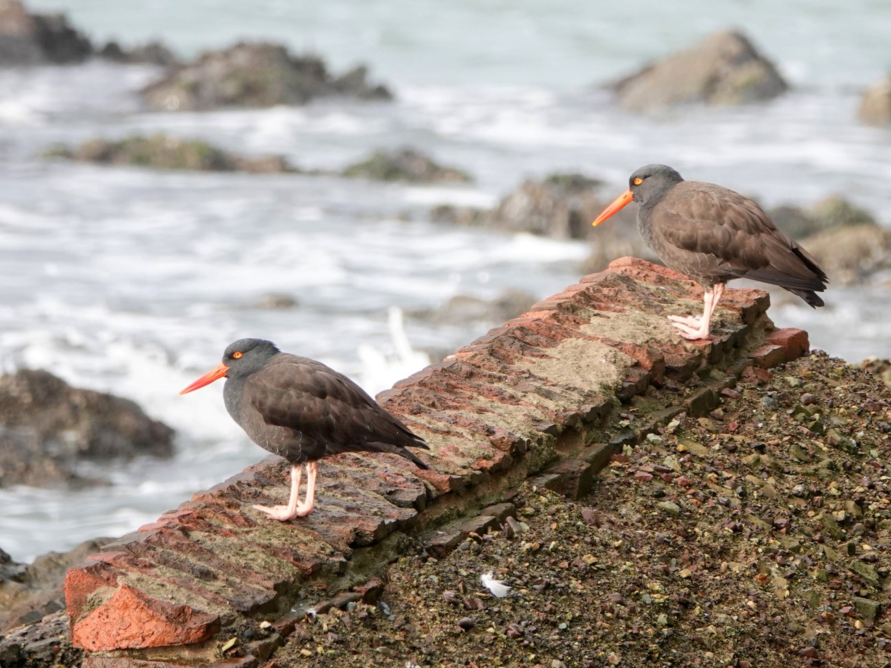 Black oyster-catchers Two black birds with long red bills perched on a brick ruin overlooking the water.