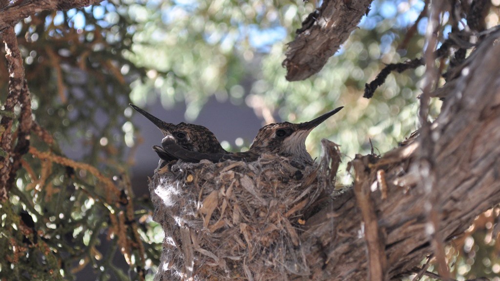 Black-chinned hummingbird Two hummingbirds, facing in different directions, sit in a nest on the branch of a tree.