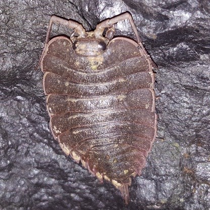 Isopod on a sea cave wall