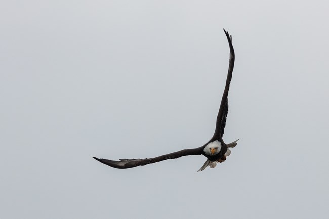 View of a flying bald ealge with its white head and yellow beak from the front