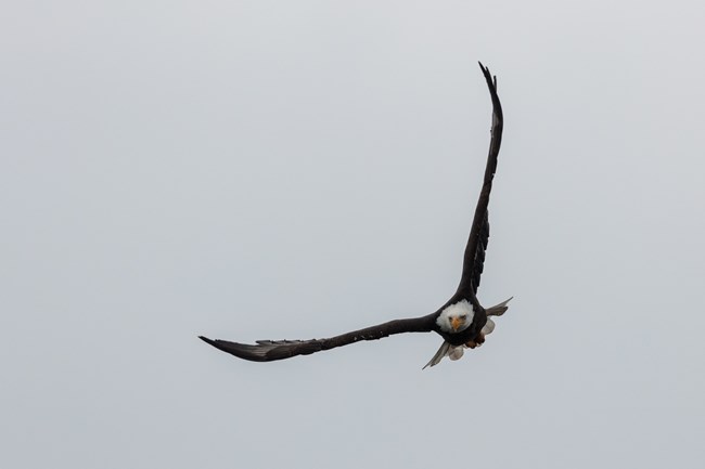 Bald Eagle Head On View of a flying bald ealge with its white head and yellow beak from the front