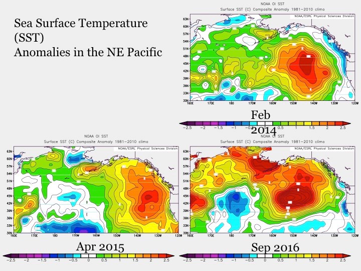 A series of ocean temperature maps showing the warm water mass known as the blob.