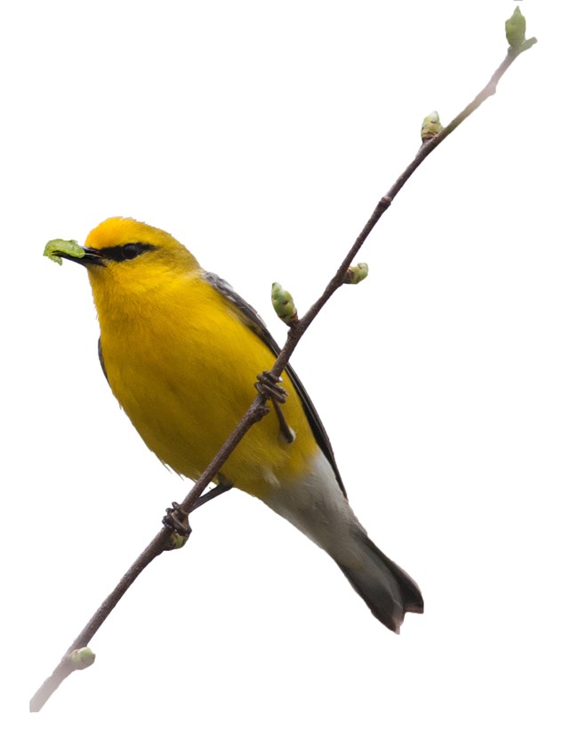 bright yellow bird with a green caterpillar in its mouth.