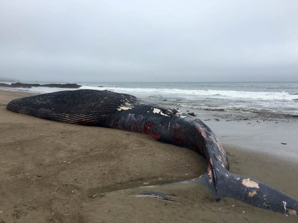 High Numbers of Whales Washing up on Bay Area Beaches (U.S. National