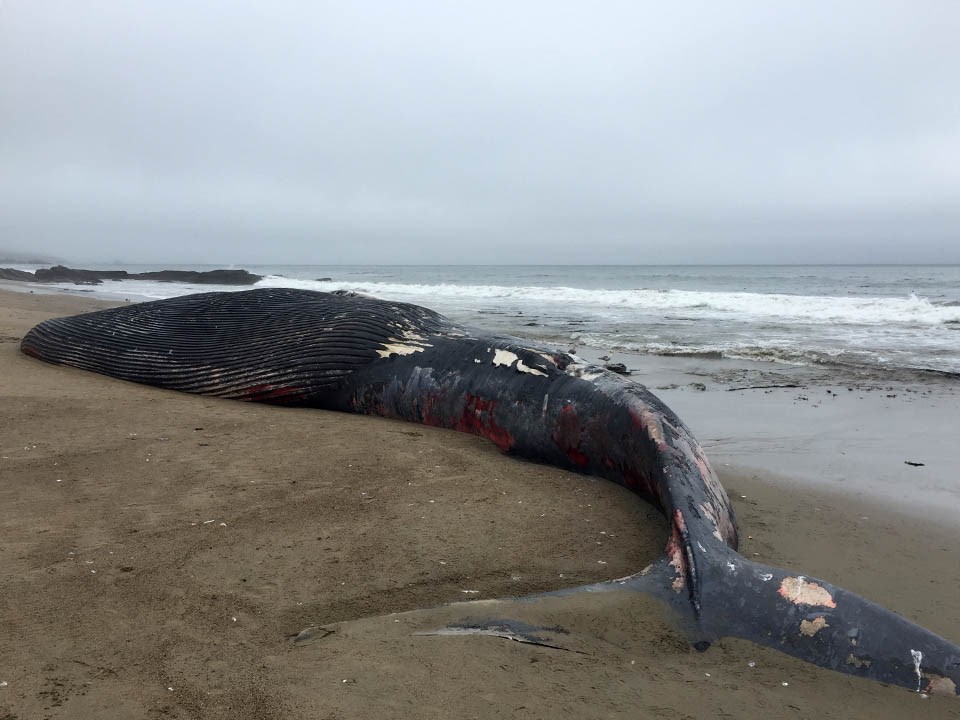 Carcass of a juvenile blue whale washed up on a beach
