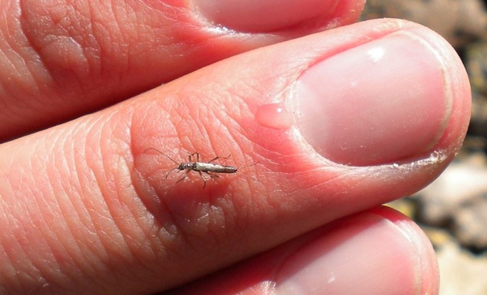 Stonefly Small stonefly on a human hand for scale.