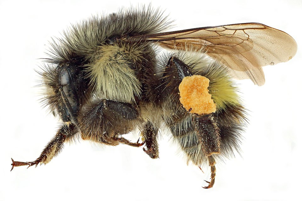 Side view of a yellowhead bumble bee specimen with a substantial pollen load on its hind leg