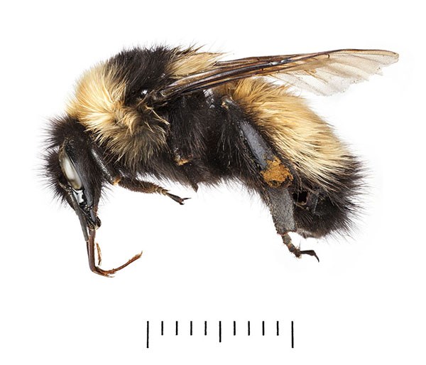 Marking a New Bee-ginning: A New Species of Pollinator found in Denali  National Park and Preserve (U.S. National Park Service)