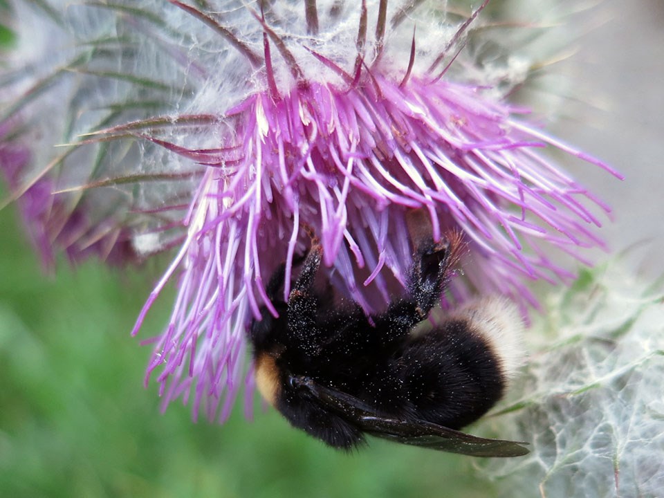 Western bumble bee Bumble bee visiting a flower
