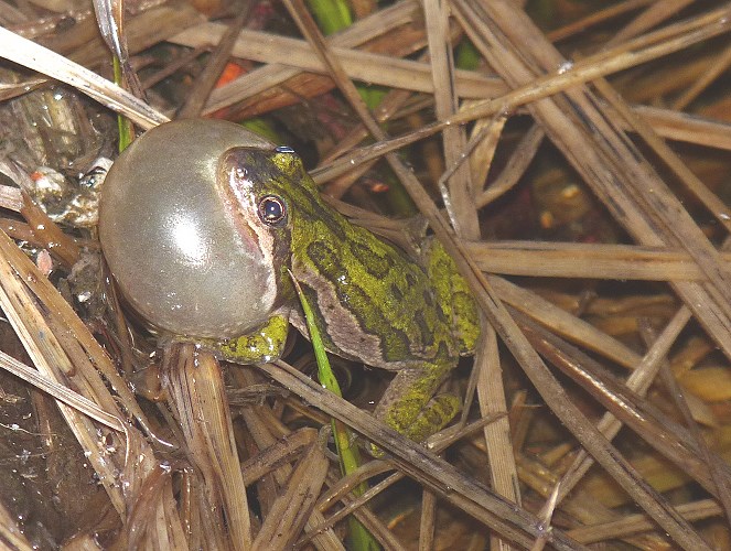 Male boreal chorus frog inflating throat sac to call at a breeding site.