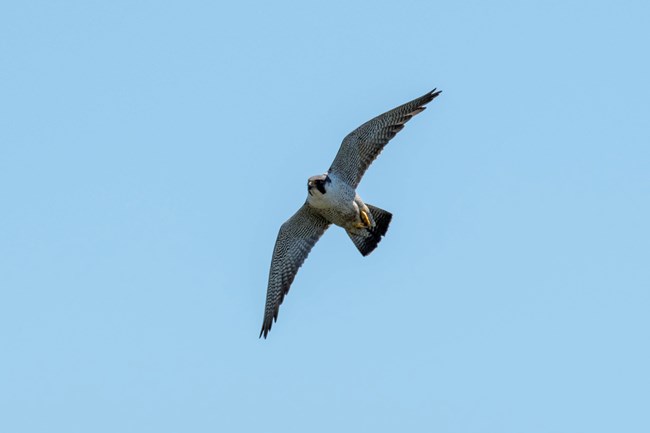 Adult Peregrine Falcon an adult peregrine falcon flying overhead with its pointed wings