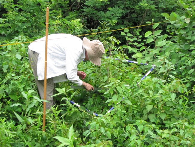 Person wearing a sun hat bends over to look at plants within a one meter marked square.